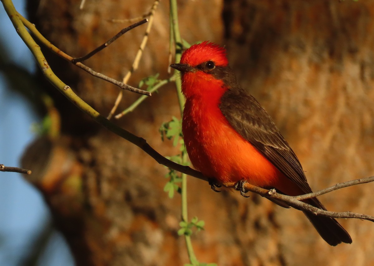 Vermilion Flycatcher - ML580779011