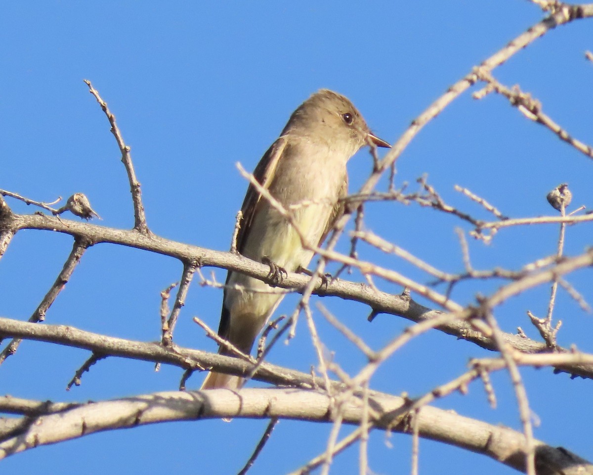 Western Wood-Pewee - ML580779091