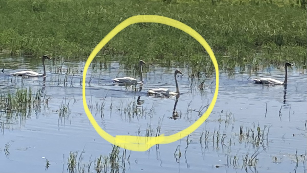 Whooper Swan - ML580779491