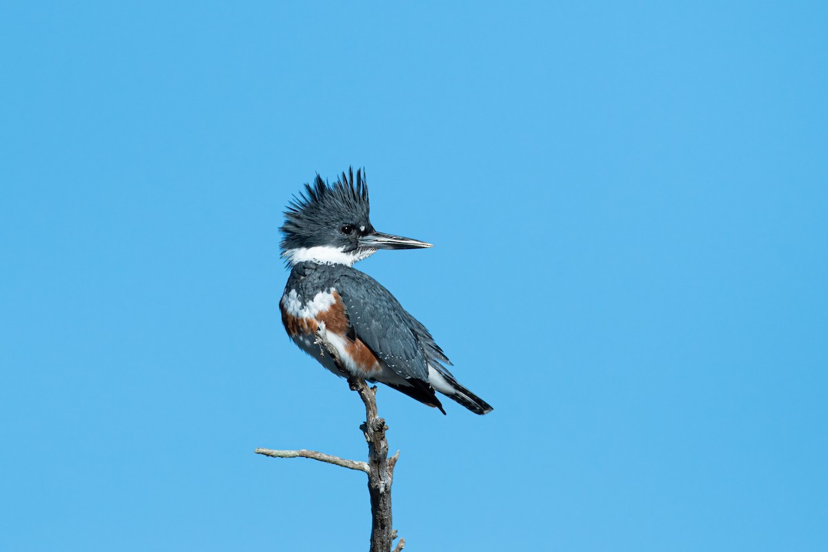 Belted Kingfisher - Chen Lei