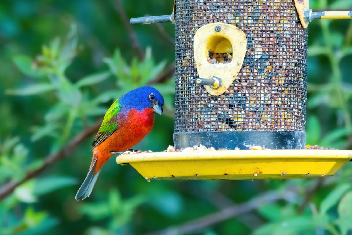 Painted Bunting - Chen Lei
