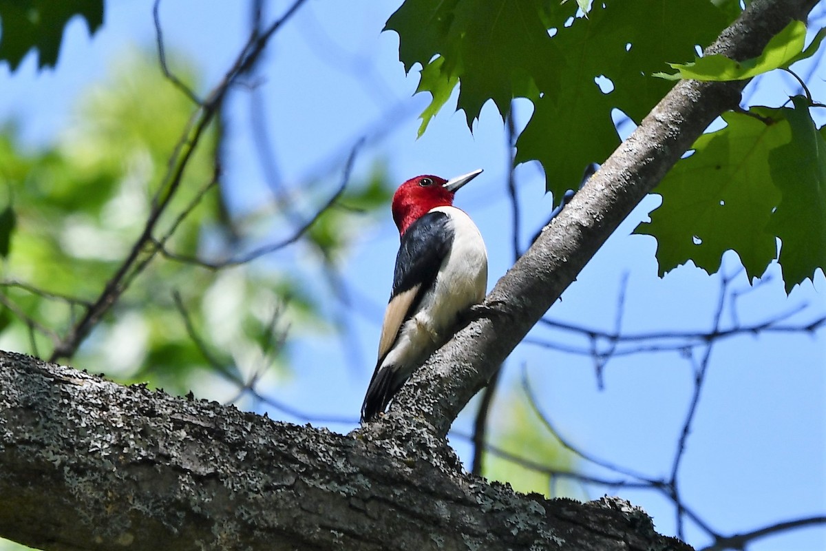Red-headed Woodpecker - ML580780511
