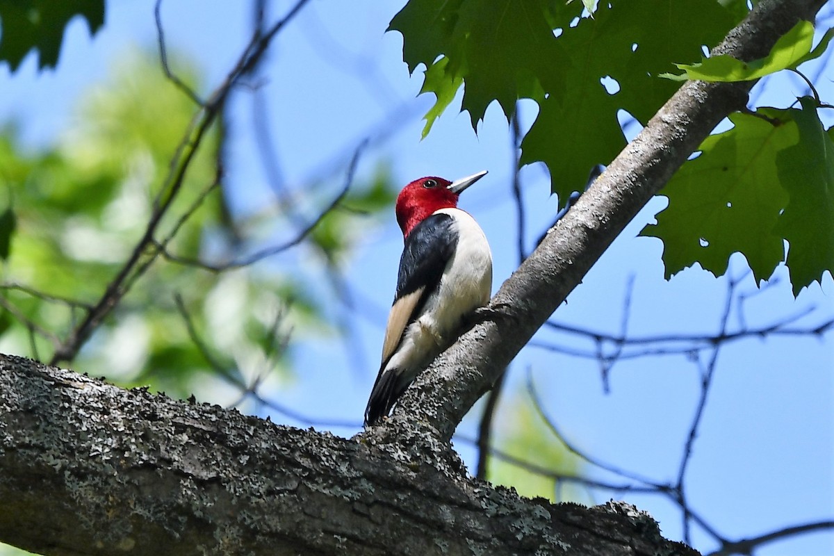 Pic à tête rouge - ML580780511