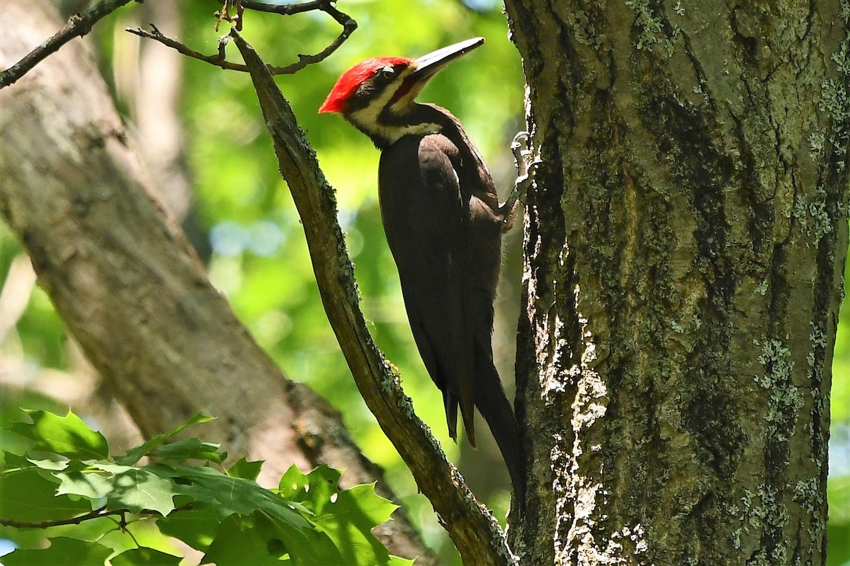 Pileated Woodpecker - ML580780671