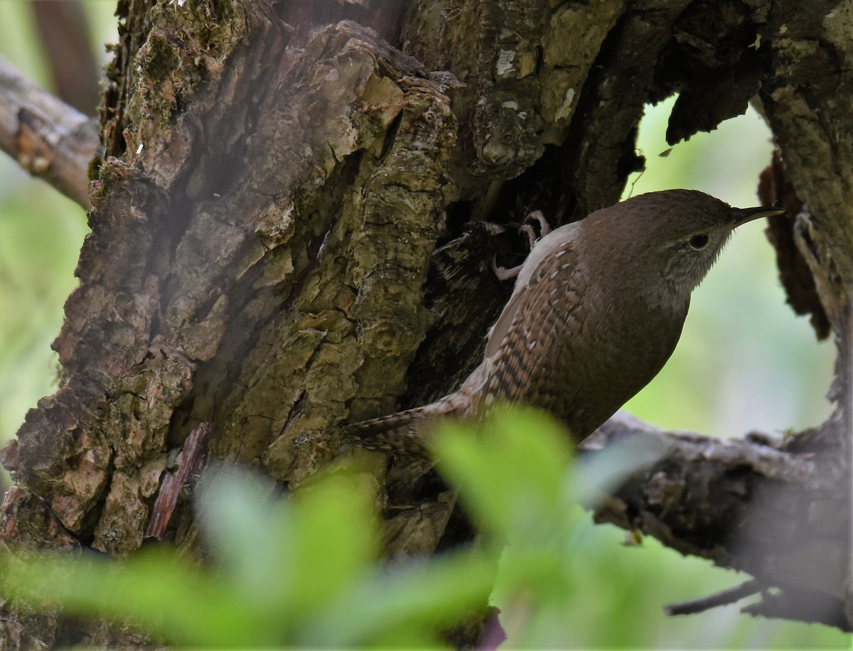 House Wren - ML580782301