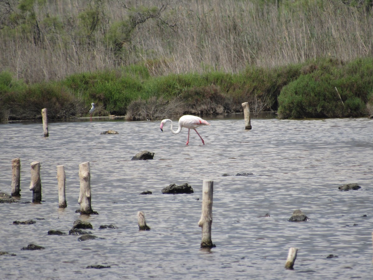 rosenflamingo - ML580782321