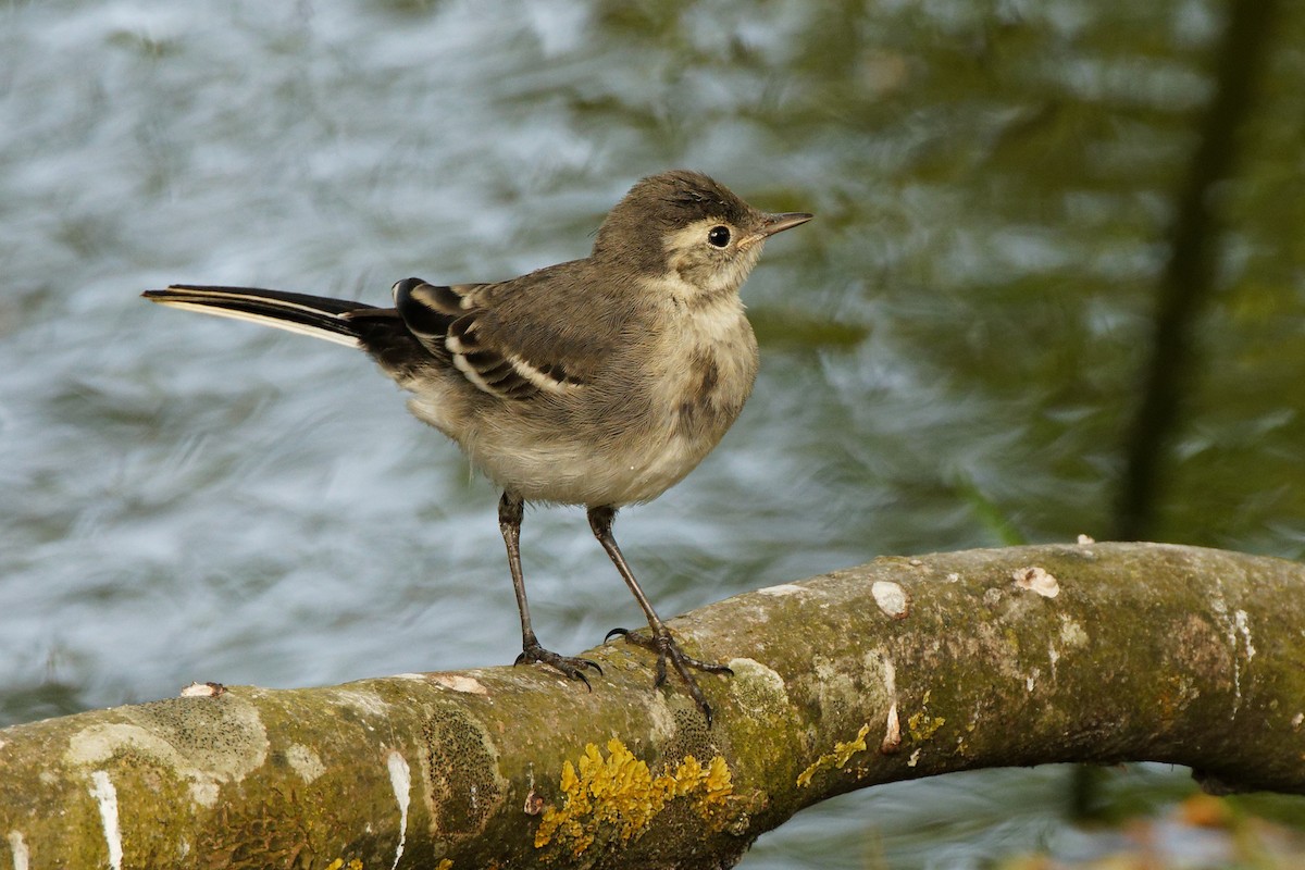 White Wagtail (British) - ML580782461