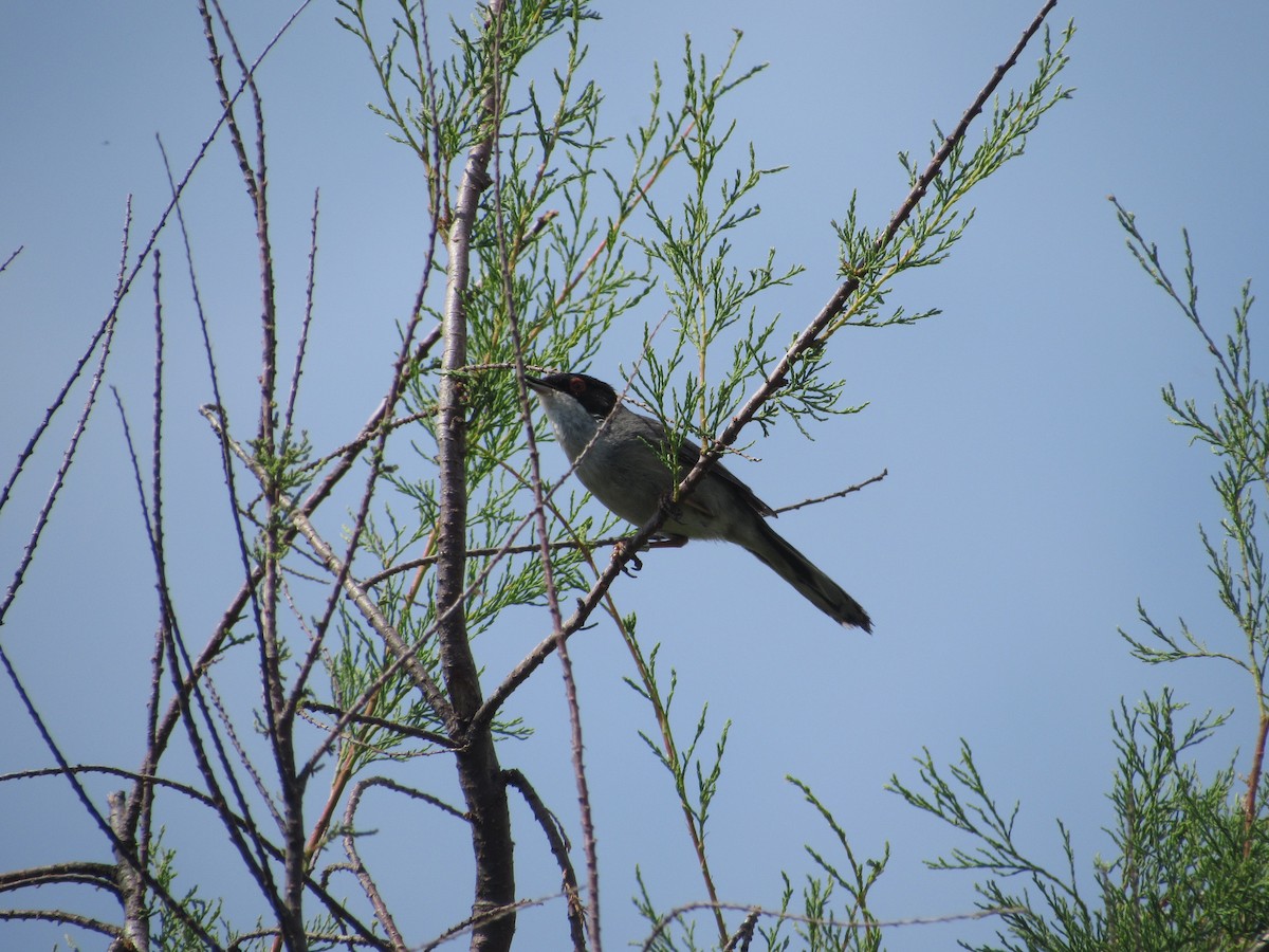 Sardinian Warbler - ML580783571