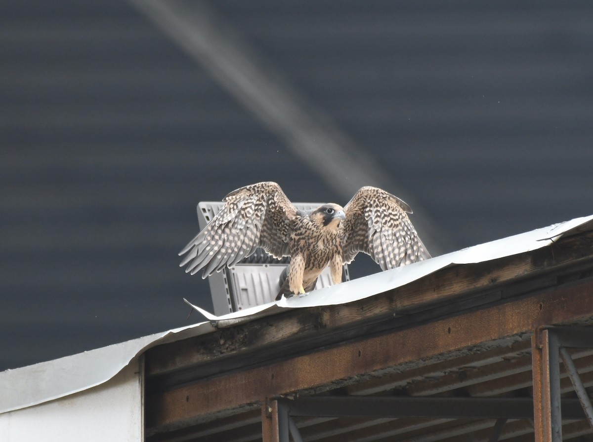 Peregrine Falcon - ML580783691