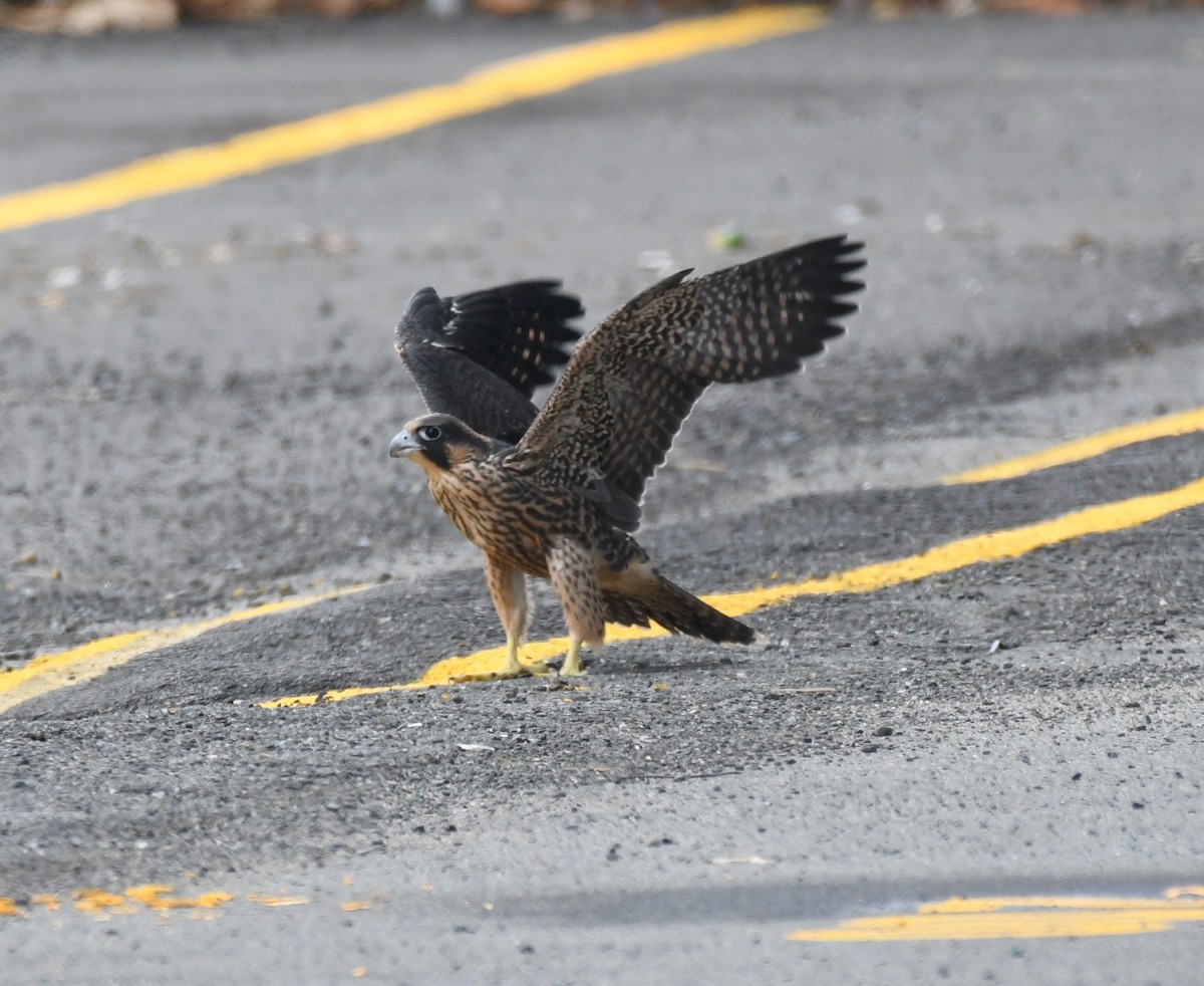 Peregrine Falcon - ML580783701