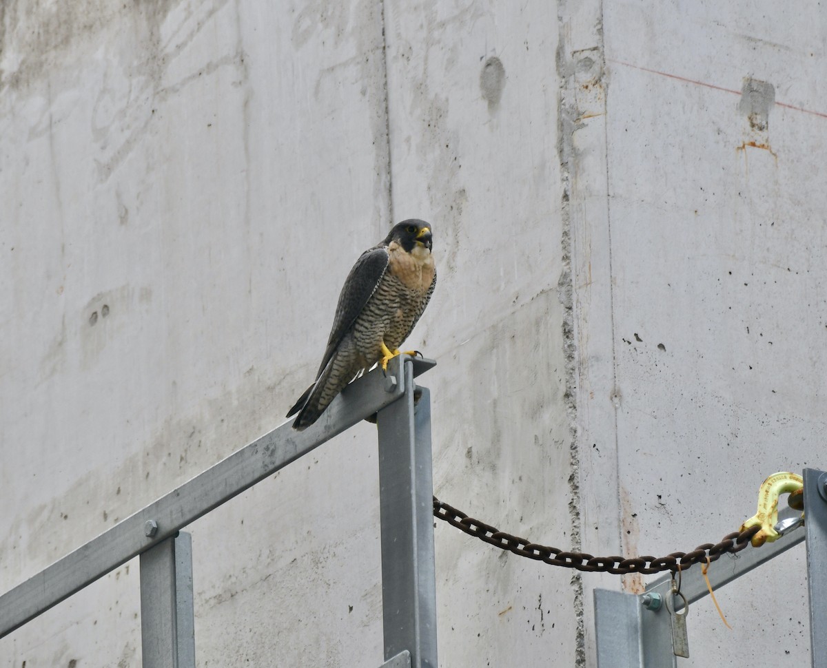 Peregrine Falcon - ML580783711