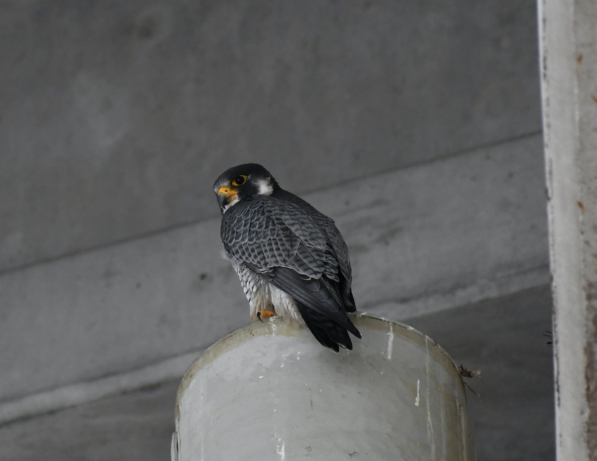 Peregrine Falcon - ML580783721