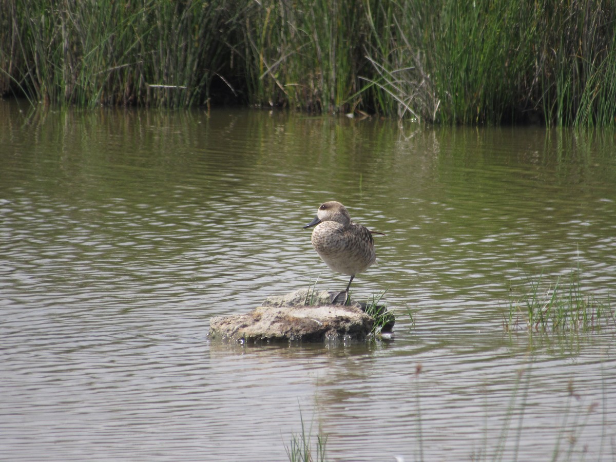 Marbled Duck - ML580783901