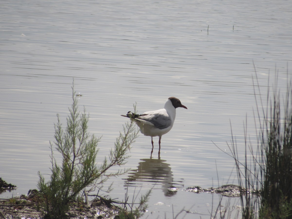 Black-headed Gull - Eric Moody