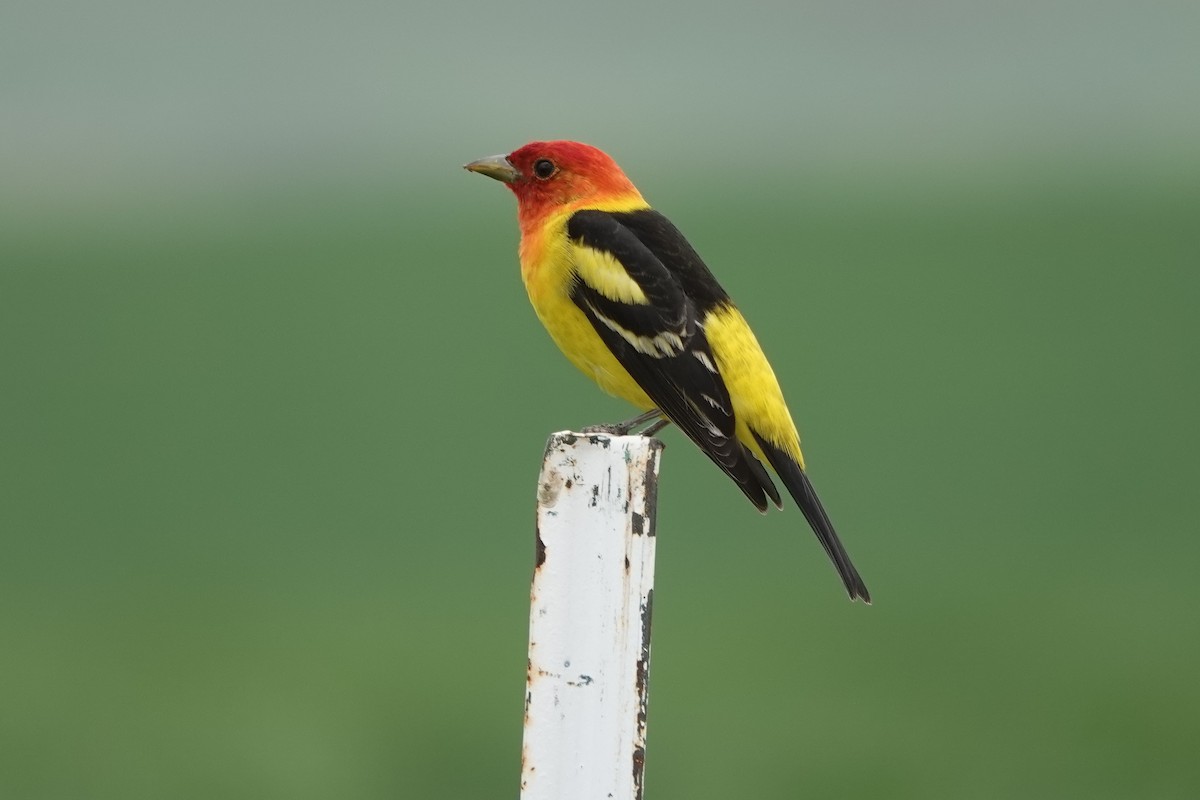 Western Tanager - ML580784491