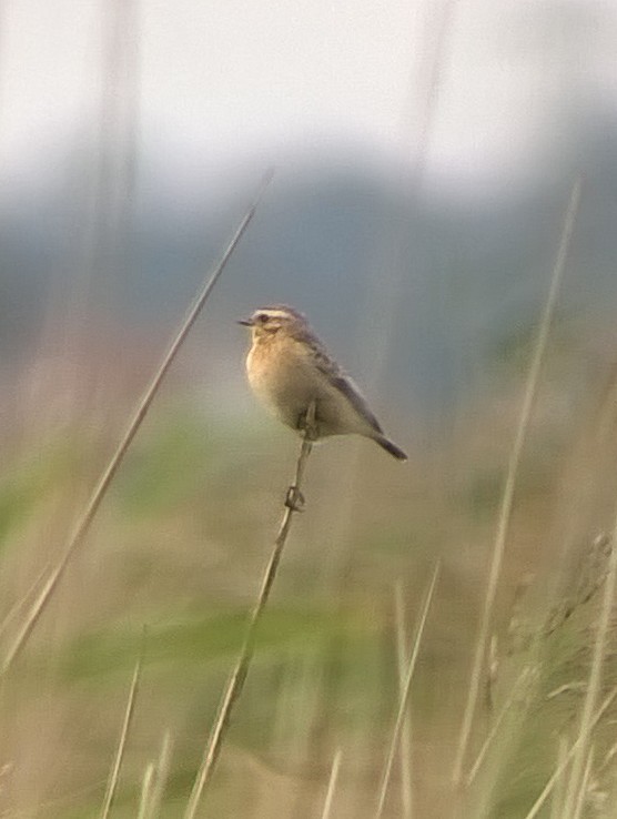 Whinchat - ML580785281
