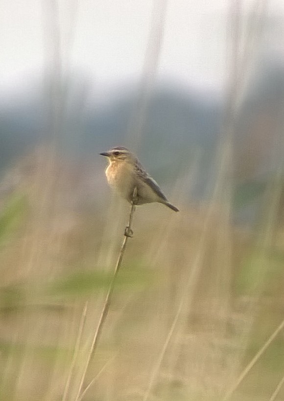 Whinchat - ML580785291