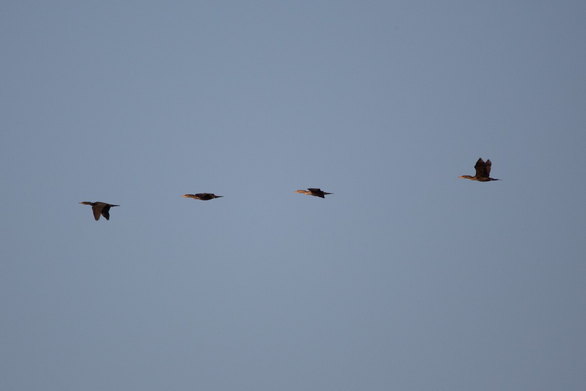 Double-crested Cormorant - ML580786321