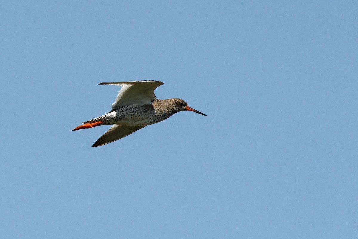 Common Redshank - Matthew Mellor