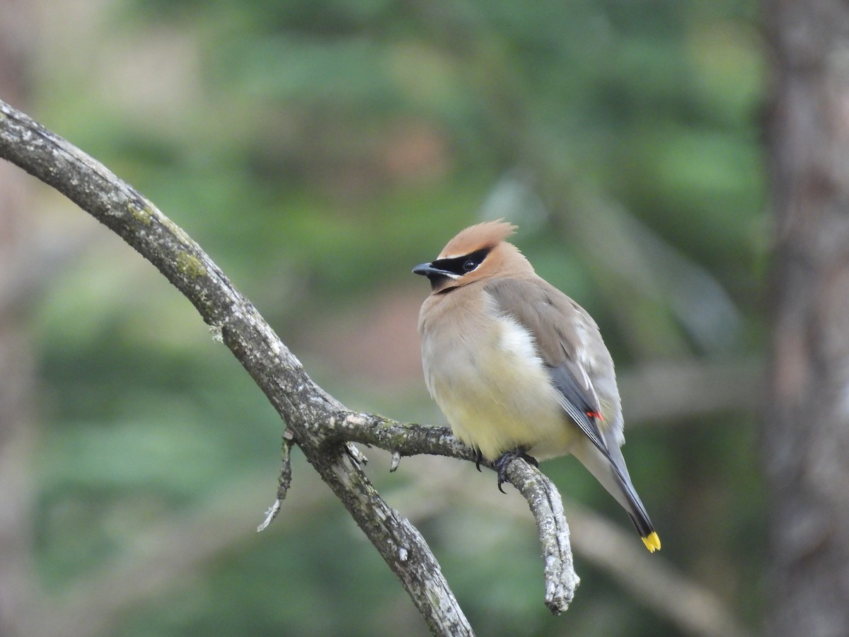 Cedar Waxwing - ML580788031