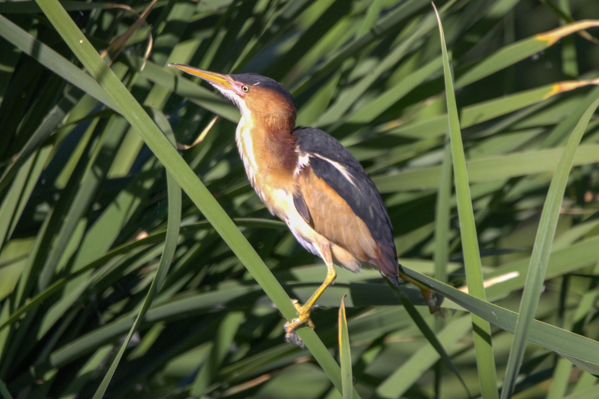 Least Bittern - ML580788171