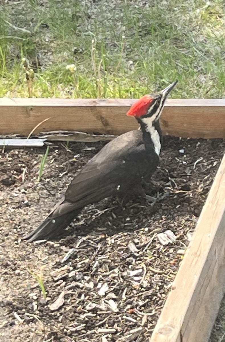 Pileated Woodpecker - Louise Laperrière