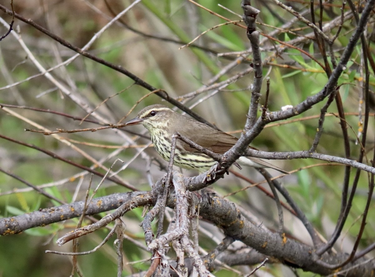 Northern Waterthrush - Andrew Pratt