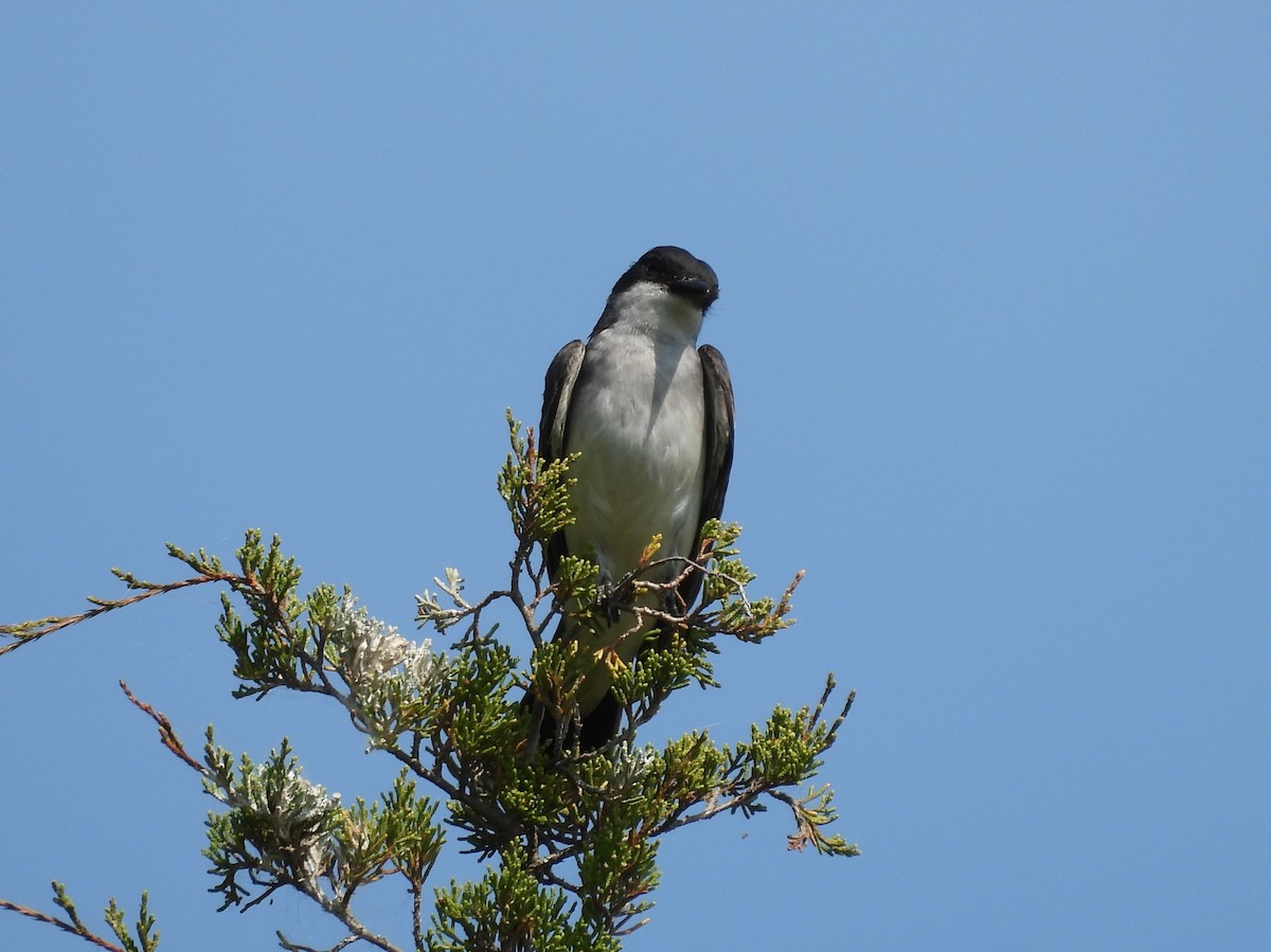 Eastern Kingbird - Fannie Courtier