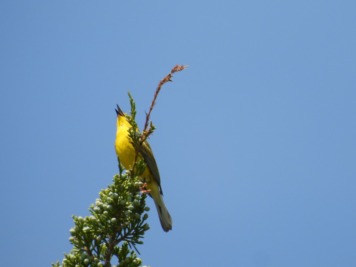 Prairie Warbler - ML580789251