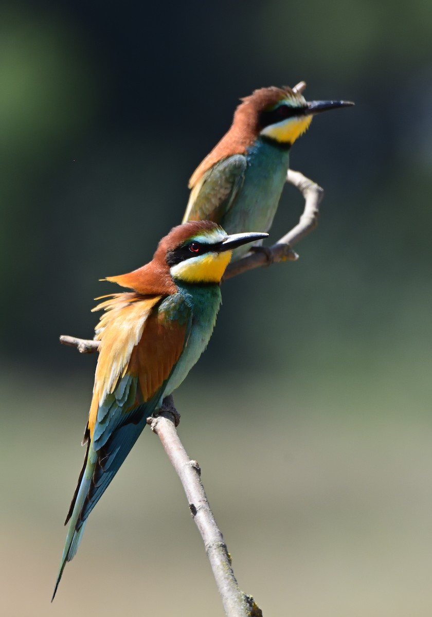 European Bee-eater - ML580790241