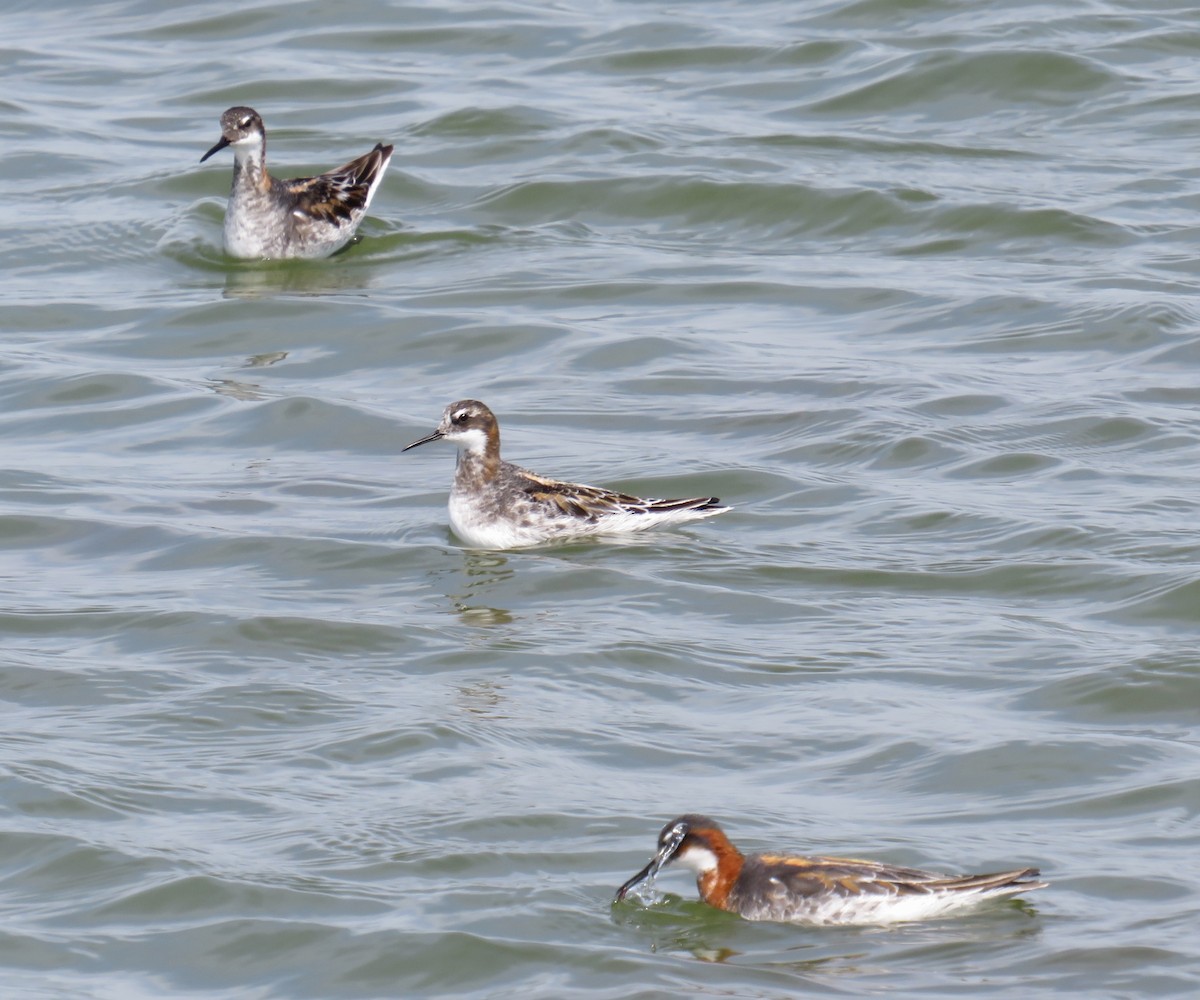 Red-necked Phalarope - Angela Romanczuk