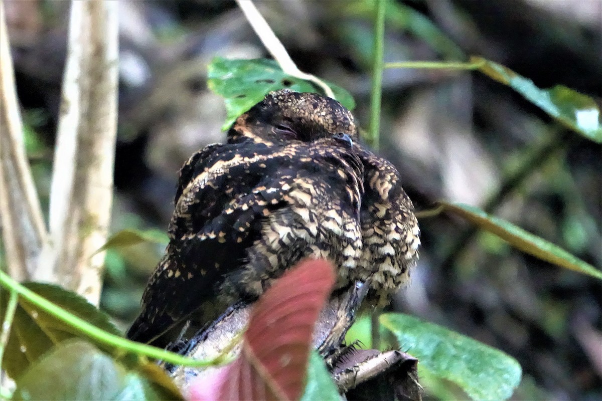 Lyre-tailed Nightjar - Noelia Contrera Bernal