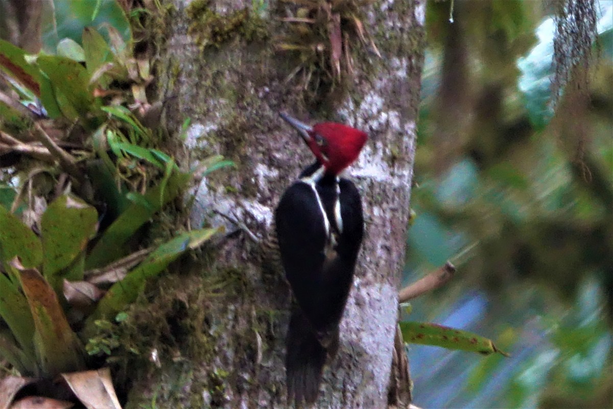 Powerful Woodpecker - Noelia Contrera Bernal