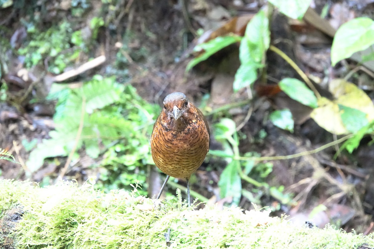 Giant Antpitta - Noelia Contrera Bernal