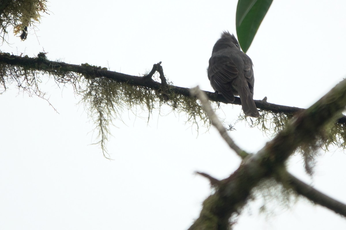 Smoke-colored Pewee - Noelia Contrera Bernal