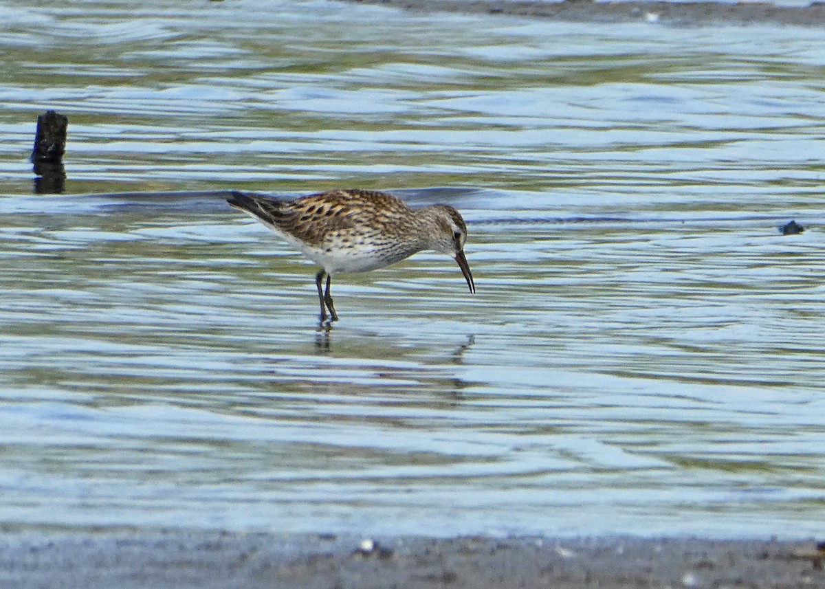 Weißbürzel-Strandläufer - ML580793031