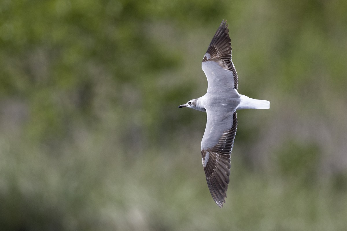 Mouette atricille - ML580793181