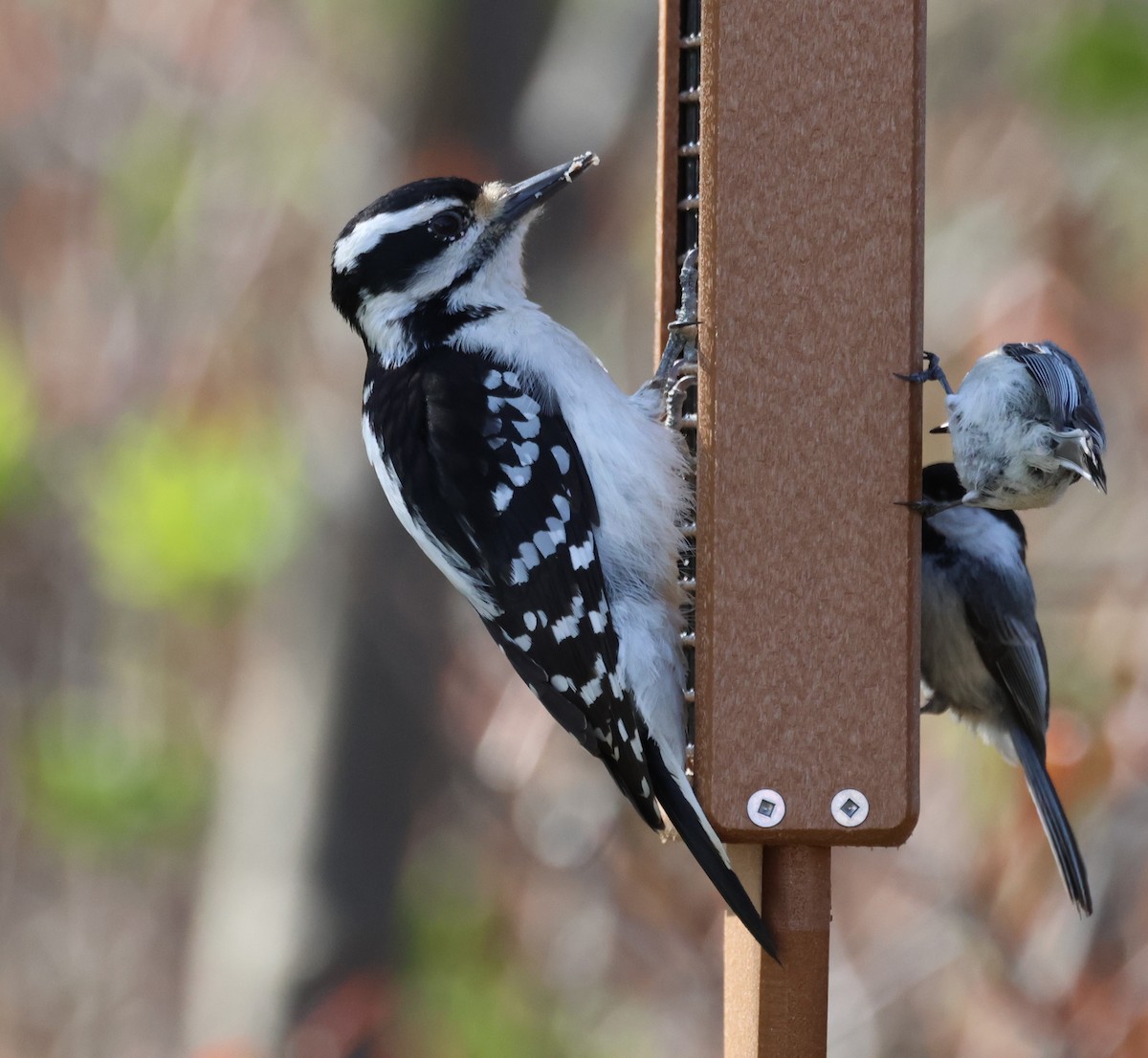 Hairy Woodpecker - ML580793851