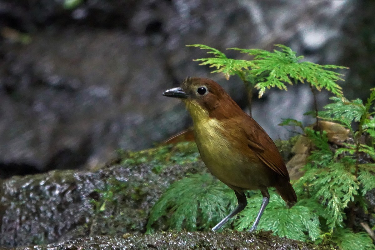 Yellow-breasted Antpitta - Noelia Contrera Bernal