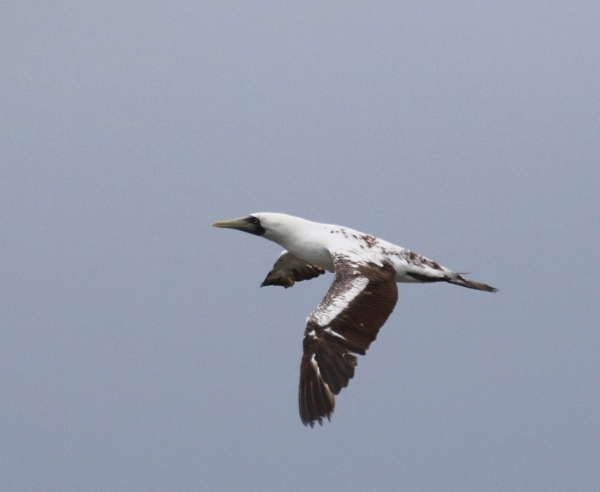 Masked Booby - ML580794821