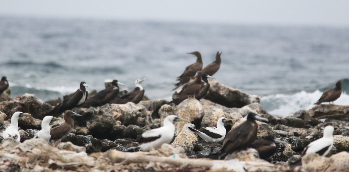 Masked Booby - ML580794831