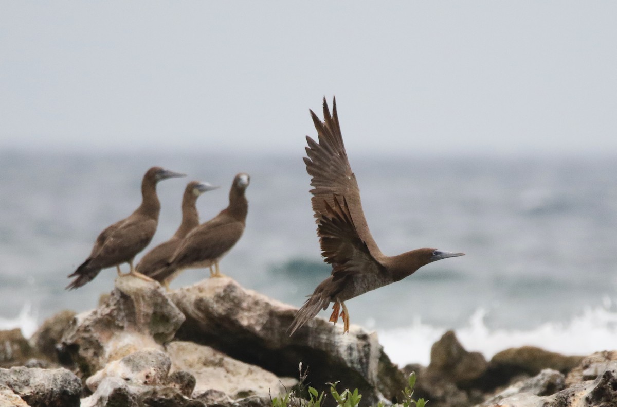 Brown Booby - ML580794951