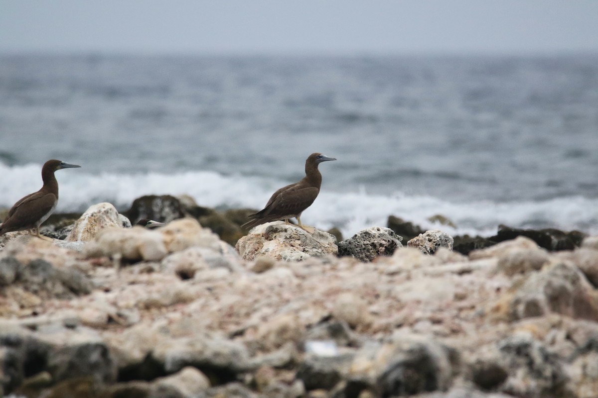 Brown Booby - ML580794981