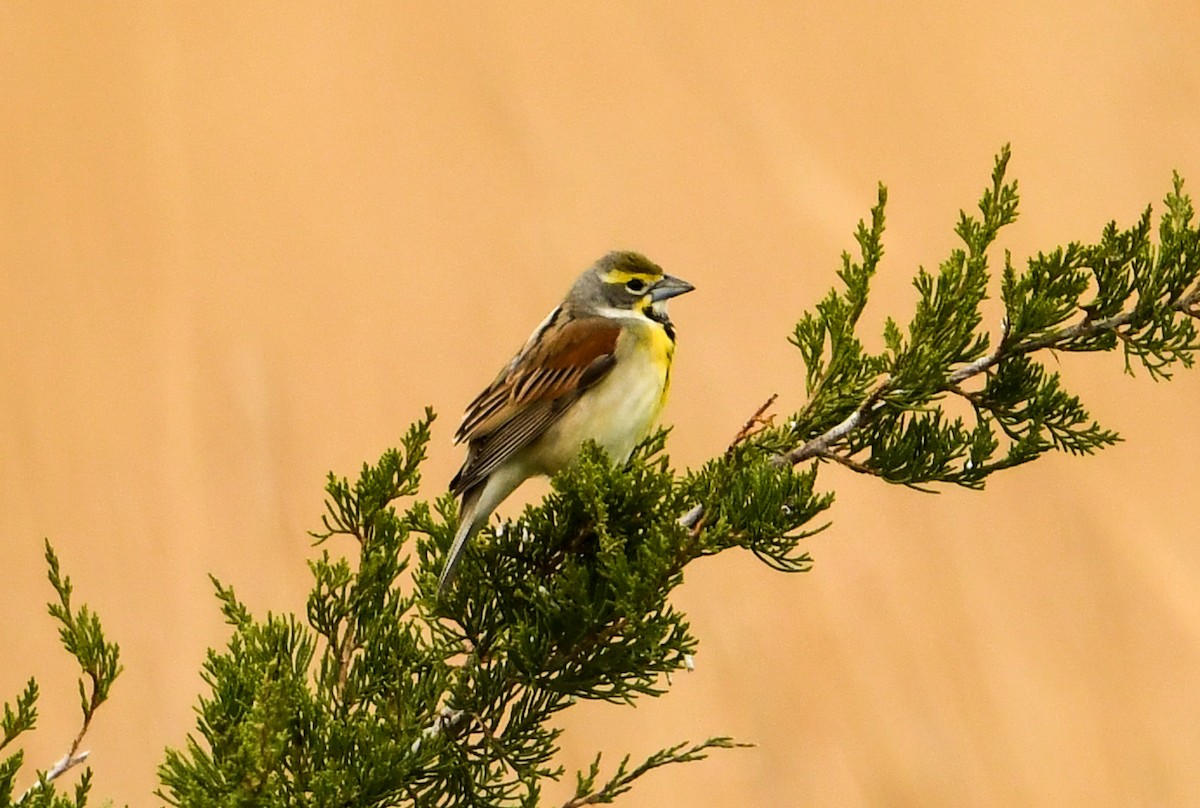 Dickcissel d'Amérique - ML580795101