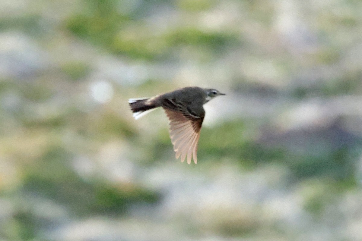 Olive-backed Pipit - ML580795501