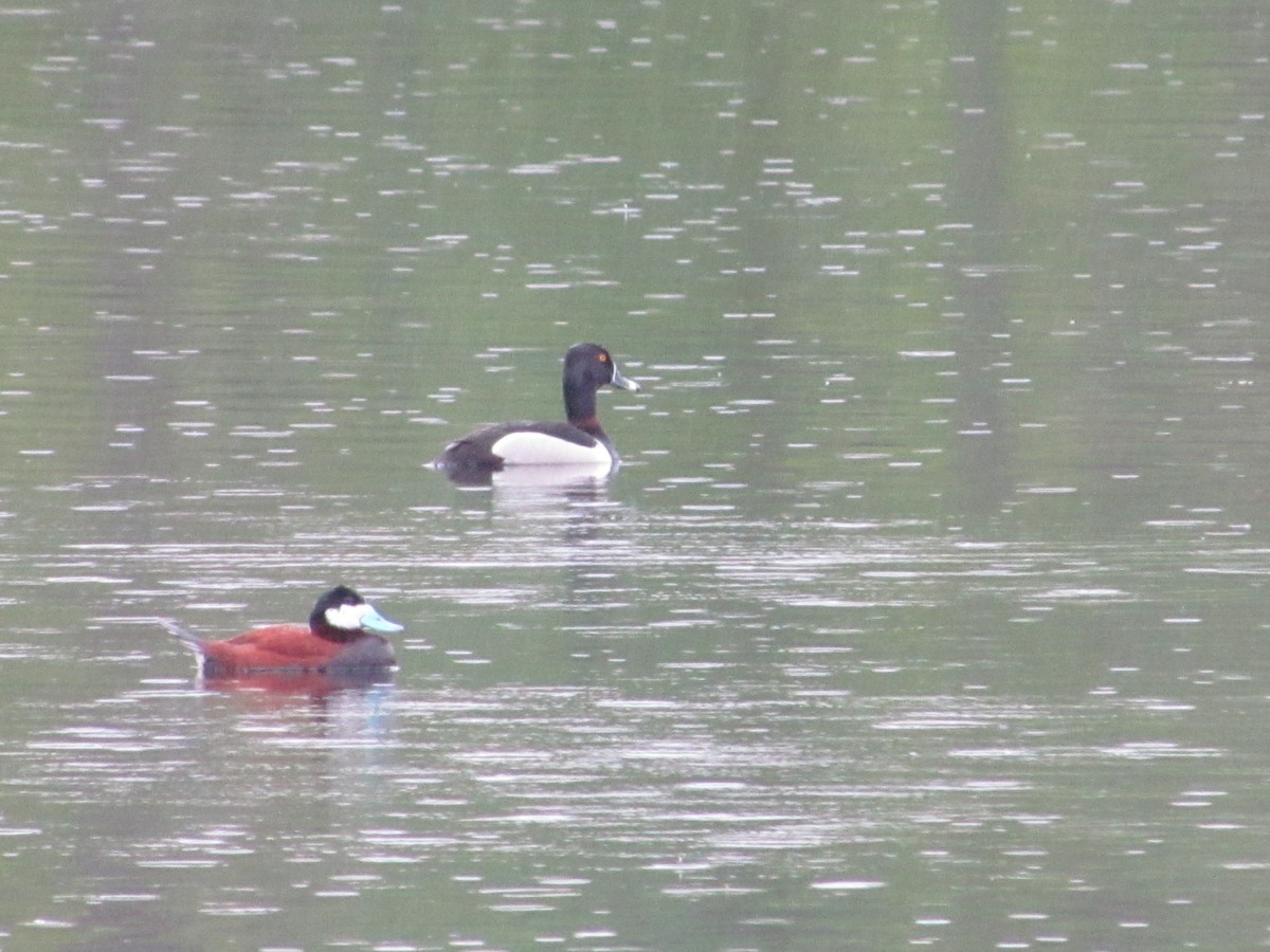 Ruddy Duck - ML580795571