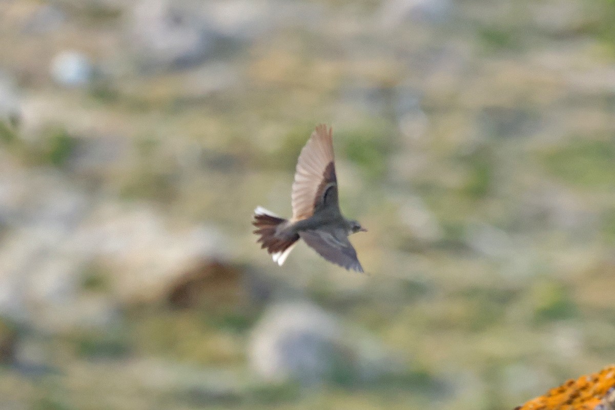 Olive-backed Pipit - ML580795991