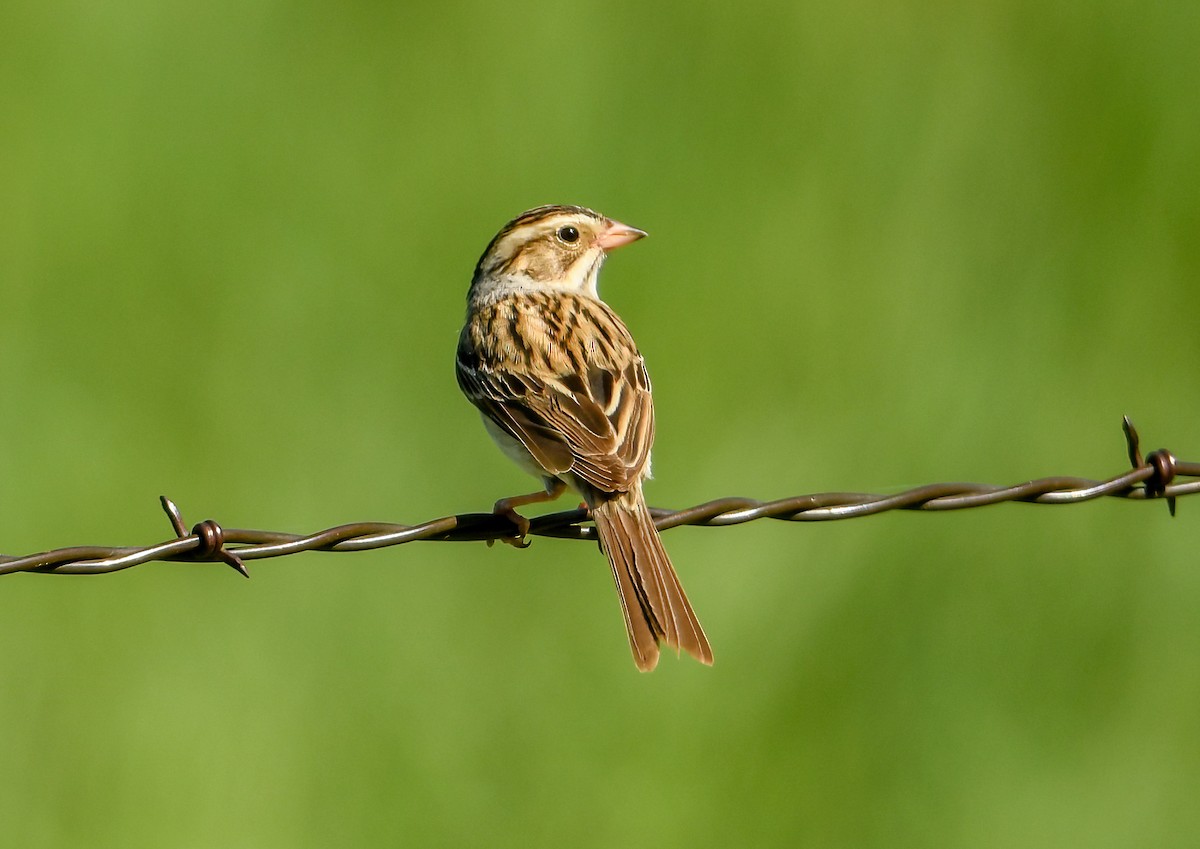 Clay-colored Sparrow - ML580796131