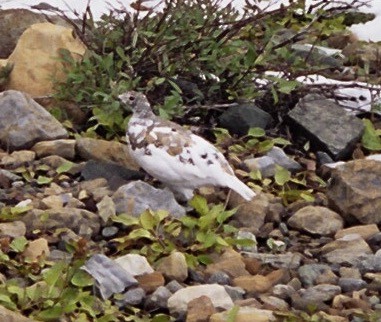 Weißschwanz-Schneehuhn - ML580798631