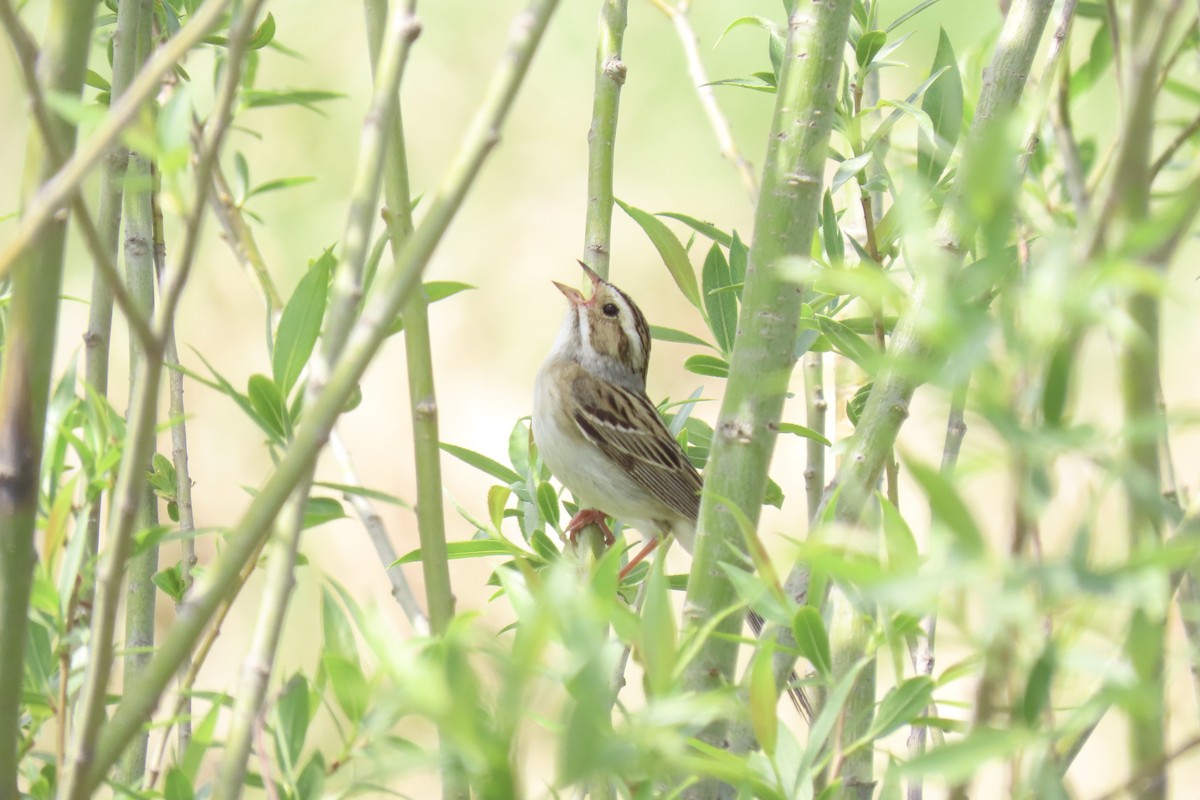 Clay-colored Sparrow - Cindy & Mike Venus